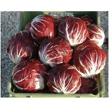 Radicchio di CHIOGGIA F1 TT5010