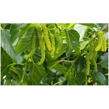 Morus alba 'King's White'