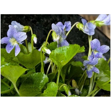 Viola sororia 'Dark Freckles', P11 Tauri