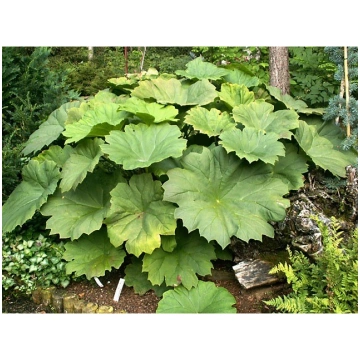 Astilboides tabularis, P13 Vairoga astilbveide