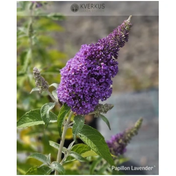 Budleja Dāvida "Reve de Papillon Lavender" Kverkus