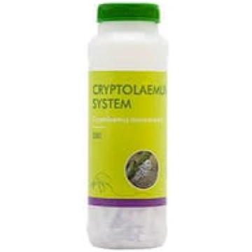 Cryptolaemus-System - 500 | A.M. ozoli