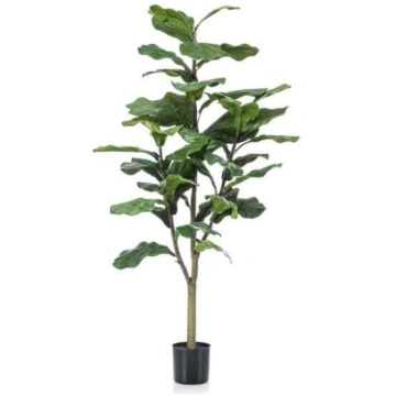 Lietots - Ficus Lyrata 120cm