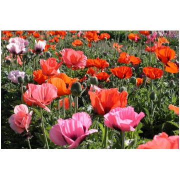 Austrumu magone, MIX (Papaver orientale) 0,1g