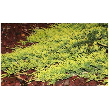 Juniperus horizontalis 'Golden Carpet' (