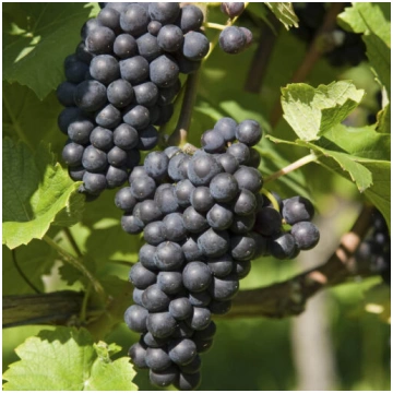 Vīnogas - Vitis “Boskoop glory”