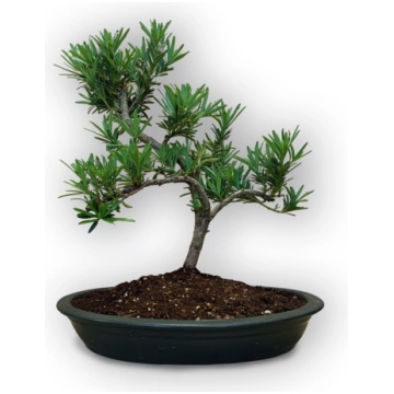 Buddhist pine bonsai, Ref. 8107