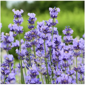 Lavandula angustifolia Dwarf Blue