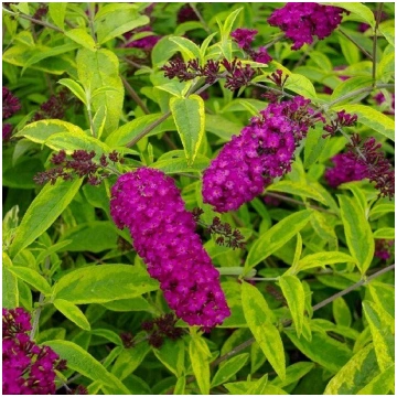 Buddleia davidii 'Santana' Dāvida budlej
