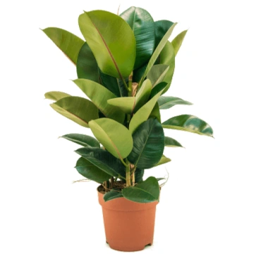 Ficus elastica 'Robusta' Tuft H80
