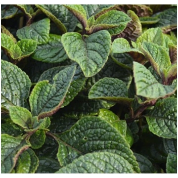 Plectranthus fruticosus Nikki - 12-13