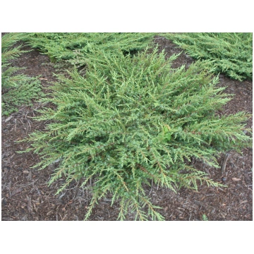Juniperus communis 'Green Carpet' Parast