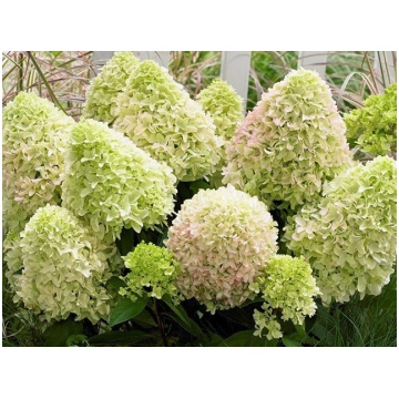 Hydrangea paniculata BEE HAPPY PBR , C2, 1 gb., lū