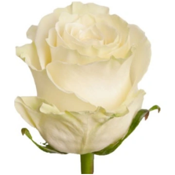 Rozes 50 cm krēmīgas