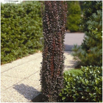 Bārbele, tunberga ,,Hellmond Pillar,, /Berberis th