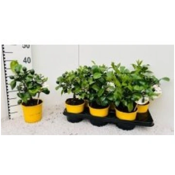 Telpaugi Citrus x meyeri "Meyer"(citrusaugs)