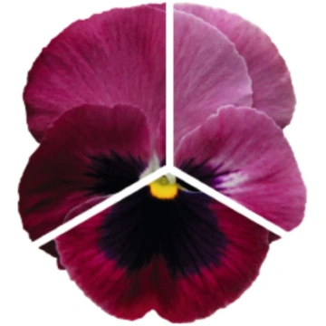 Viola x wittrockiana Inspire® DeluXXe Light Rose B