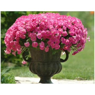 Petūnijas "Shock Wave Rose" (5 sēklas) Darzinam.lv