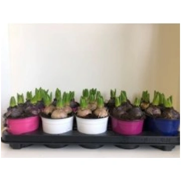 Telpaugi Hyacinthus or. mix(hiacinte)