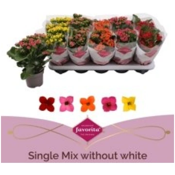 Telpaugi Kalanchoe single blossfeldiana(kalanhoja)