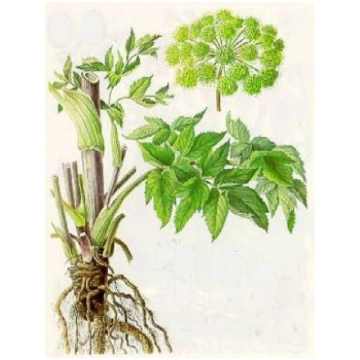 Angelikas sakne Indija (Angelica archangelica root