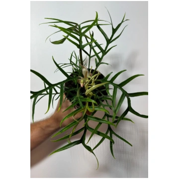Philodendron Tortum Augi-Plants
