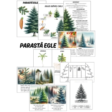Parastā egle Pirmsskola
