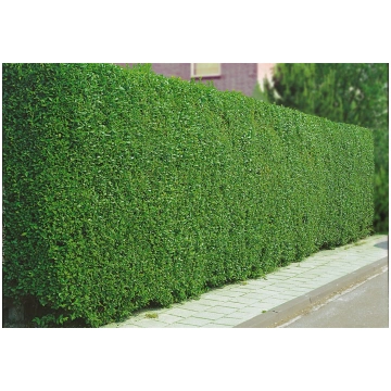 Mūžzaļais ligustrs ,,Atrovirens,,- Ligustrum vulga