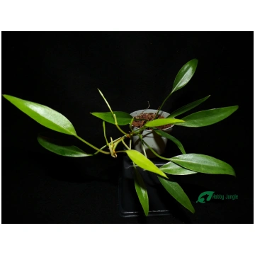 Philodendron sp. "Mini midget" Hobby Jungle