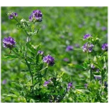 Zāliena sēklas Alfalfa Sowing Gea, 0.2 kg