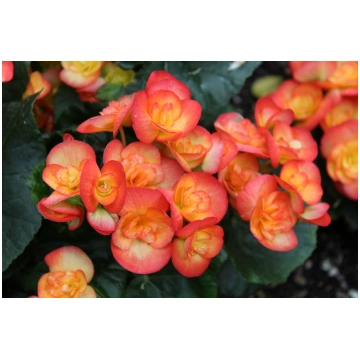Begonia elatior hybrida - Solēnija