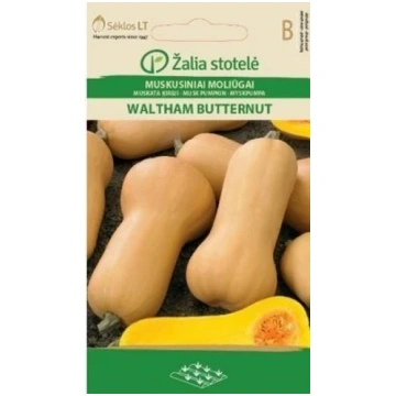 MUSKATA ĶIRBJI WALTHAM BUTTERNUT Žalia stotelė