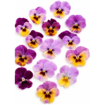 Viola Caramel Pastel Lilac F1 sēklas | Eleganta at