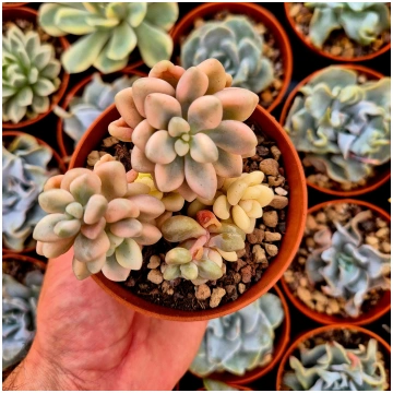 Graptosedum "Ellen" variegated Donsuculentas