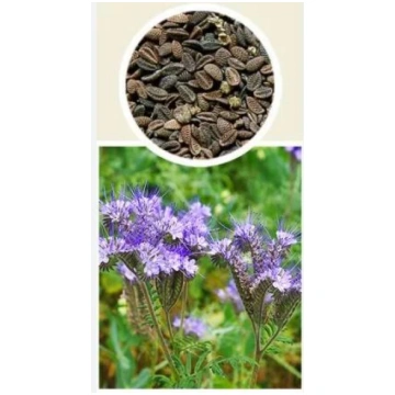 Zāliena sēklas Garden+, 1 kg