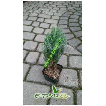 Juniperus Chinensis ''Stricta'&apos