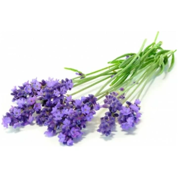 Lavandīns Extra Blue (Lavandula hybrida) ēteriskā 