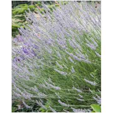 Lavandula intermedia Grappenhall | A.M. ozoli