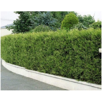 Tūja 'Brabant' 120-140 cm