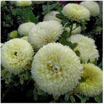 Asteres Chrisantella Limoncello ~50 sēkl. Darzinam