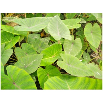 Colocasia esculenta Madeira Donnadipiante - Vendit